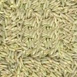 Cumin Seeds